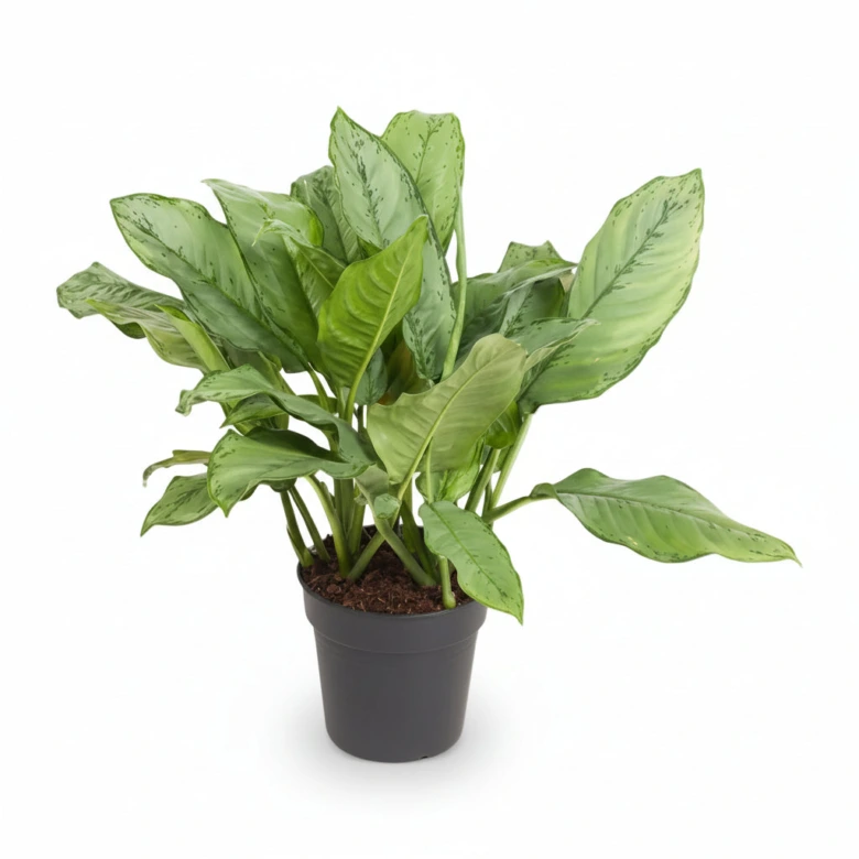 Aglaonema domácí v černém hrnci na bílém pozadí.