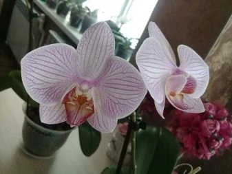Růžové květy orchidejí v hrnci na pozadí interiéru.