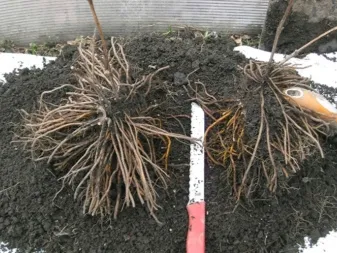 Dvě vykopané rostliny plaménku s kořeny na zemi pro rozmnožování.